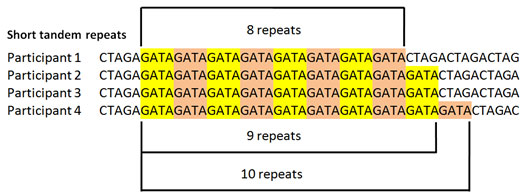 short tandem repeat markers